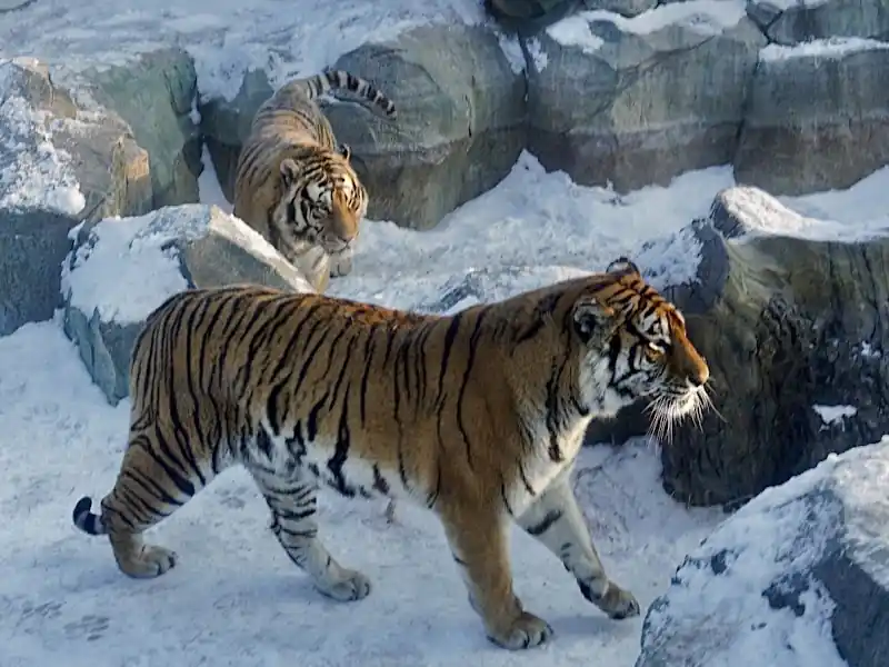 Siberian Tiger Park