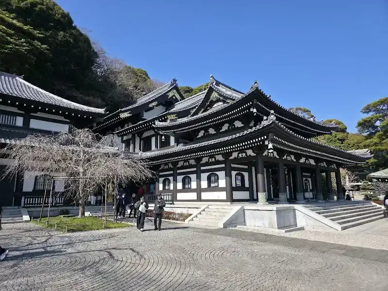 Hasedera