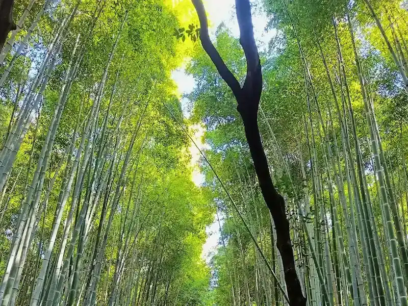 Arashiyama Bamboo Grove