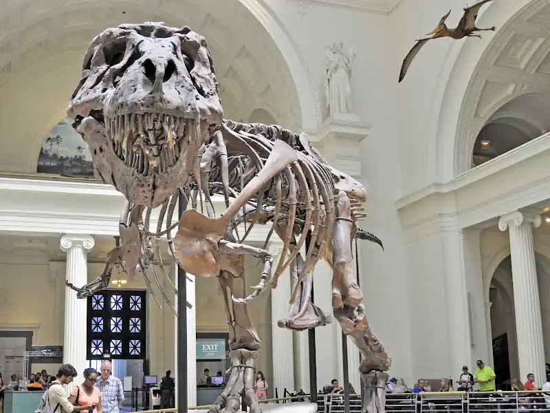 The Field Museum